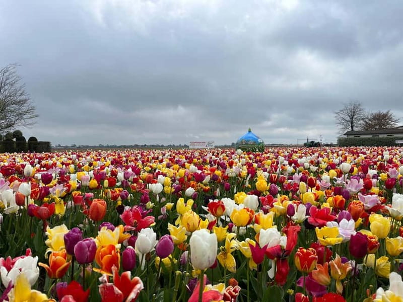Amsterdam: Private Keukenhof and Free Tulip Tour - Timing, tickets, and the details to clarify