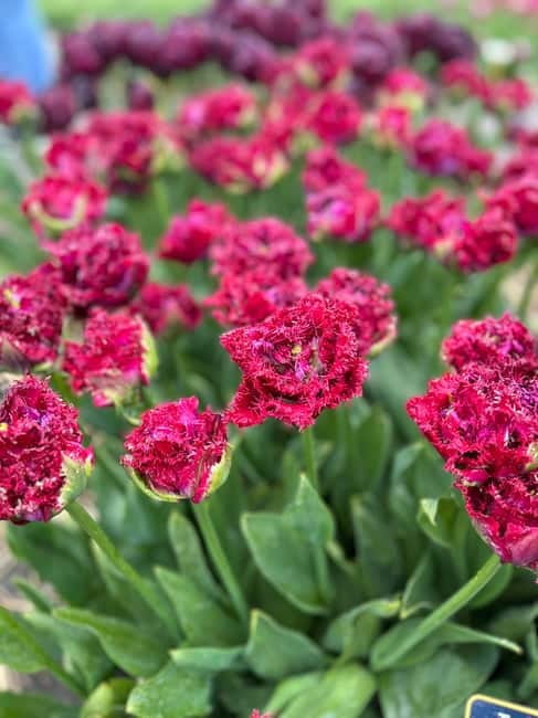 Amsterdam: Private Keukenhof and Free Tulip Tour - Should you book the private Keukenhof and tulip-field tour?