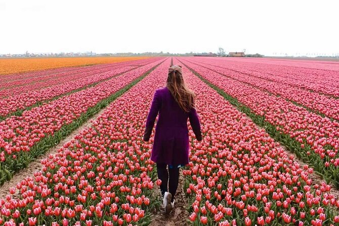 Amsterdam Private Tour to Keukenhof, Tulip Fields and Windmills - Key points at a glance