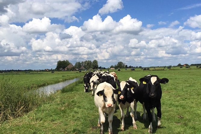 Amsterdam's Countryside Half-Day Bike Tour in Small Group - Leaving the city by bike and ferry