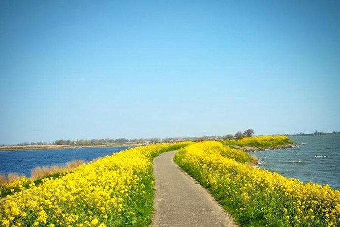 Amsterdam's Countryside Half-Day Bike Tour in Small Group - Waterland’s polder country and old villages