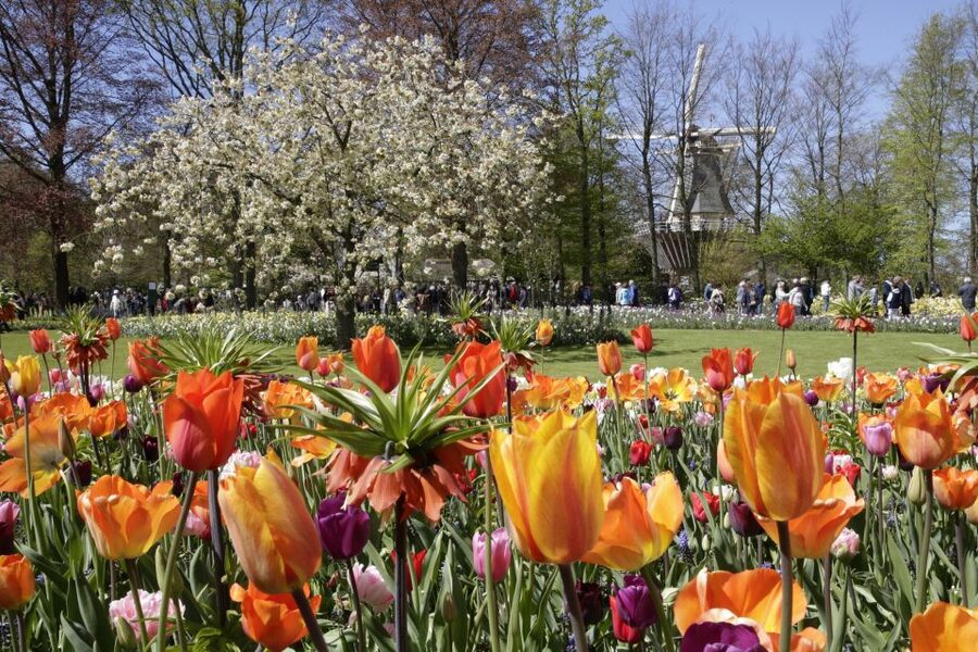 Amsterdam: Tour to Keukenhof Gardens with Windmill Cruise - Should you book the Keukenhof and windmill cruise?