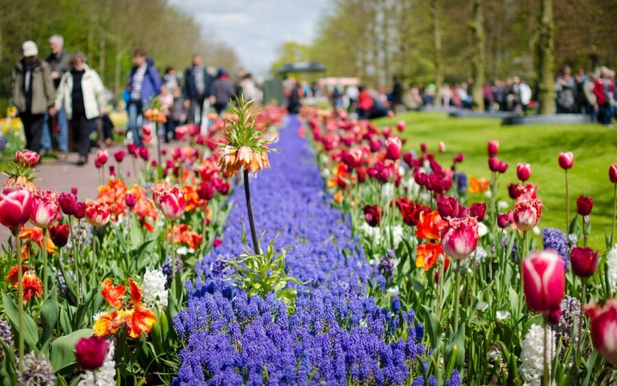 Amsterdam: Tour to Keukenhof Gardens with Windmill Cruise - Is $64 a fair price?