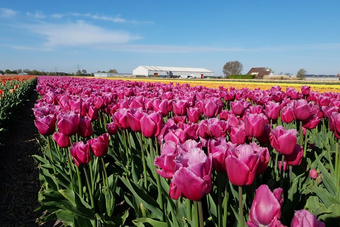 Amsterdam TulipFields of Holland Tour - Why this Amsterdam tulip tour feels different