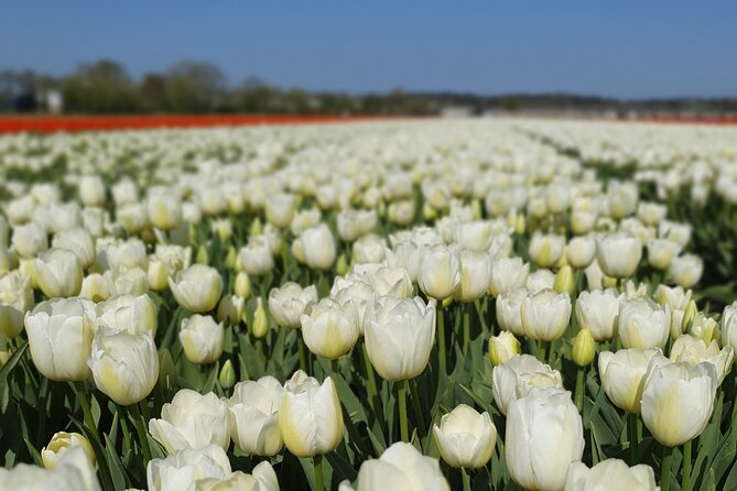 Amsterdam TulipFields of Holland Tour - Photographing the fields without the crowds