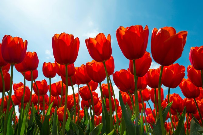 Amsterdam TulipFields of Holland Tour - What is included for $216.26