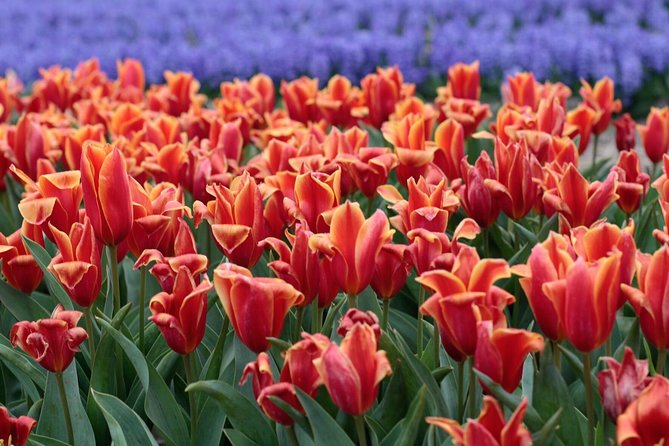 Amsterdam TulipFields of Holland Tour - Timing, meeting point, and group comfort