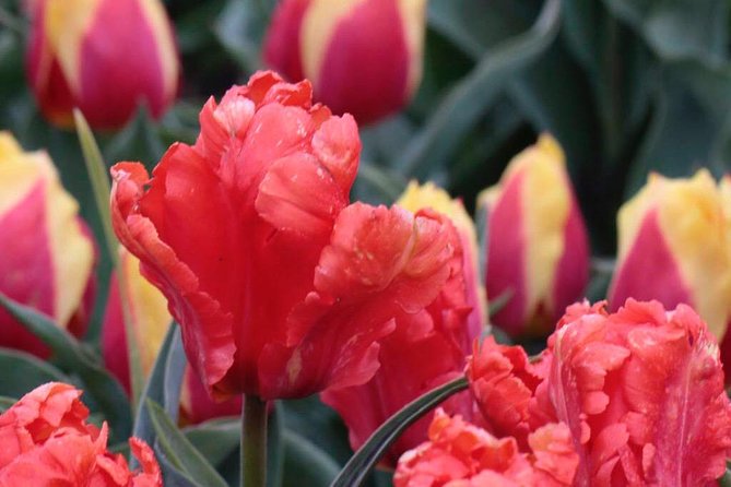 Amsterdam TulipFields of Holland Tour - What the praise tells you about the experience