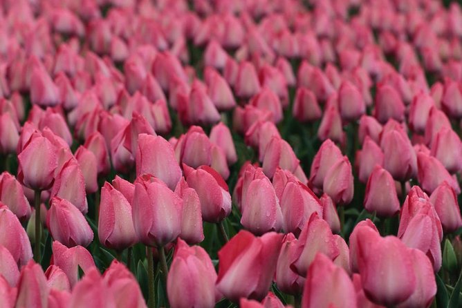 Amsterdam TulipFields of Holland Tour - De Tulperij and the farming story