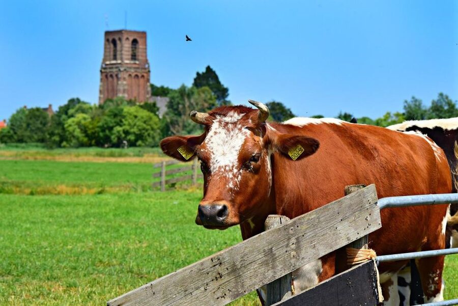 Amsterdam: Waterland District Countryside Villages Bike Tour - Practical tips for a smoother outing