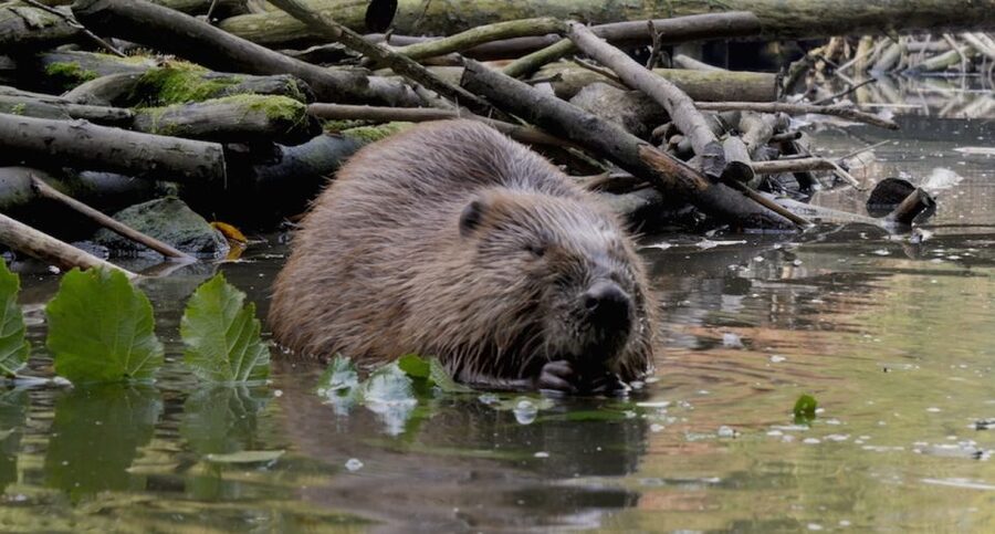 Biesbosch: Boat Cruise through National Park - Snacks, drinks, and the real value of the ticket