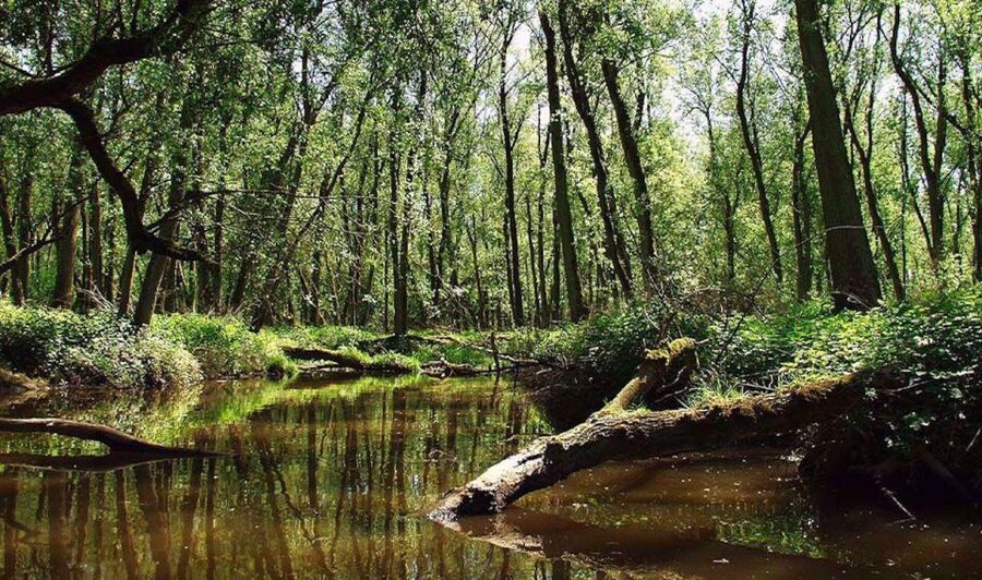 Biesbosch: Boat Cruise through National Park - Small details that make the ride better