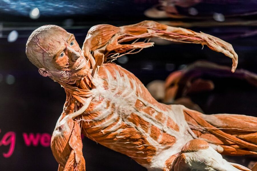 Body Worlds Amsterdam: The Happiness Project Ticket - The Happiness Project connects feelings with health