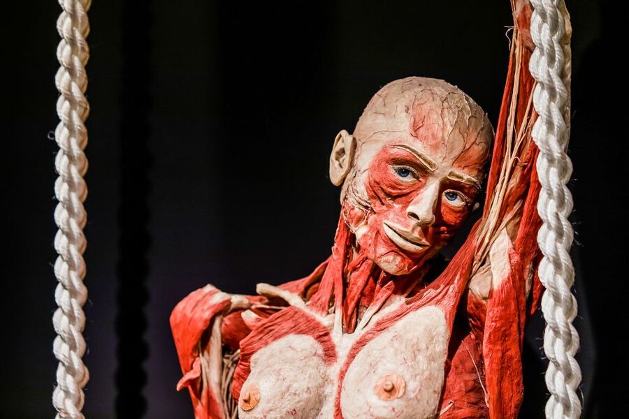Body Worlds Amsterdam: The Happiness Project Ticket - The final section requires extra sensitivity
