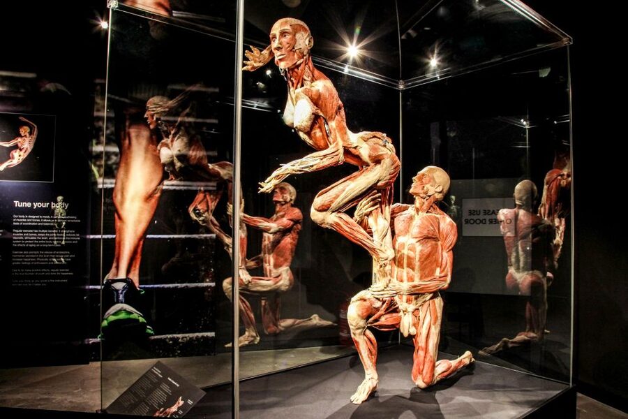 Body Worlds Amsterdam: The Happiness Project Ticket - Is Body Worlds suitable for children?
