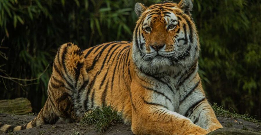 Eindhoven Zoo Entry Ticket - Chimpanzees, red pandas, and meerkats