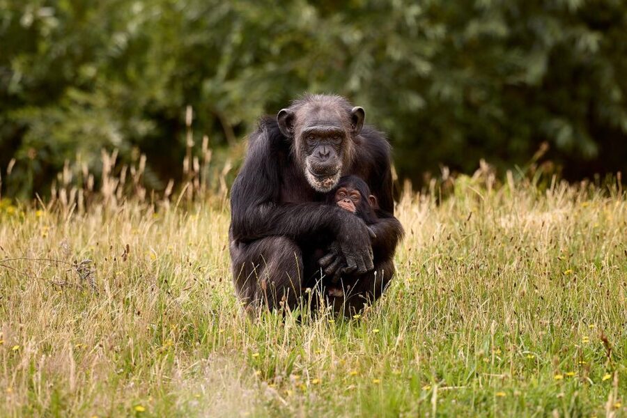 Eindhoven Zoo Entry Ticket - Playgrounds that make the day easier
