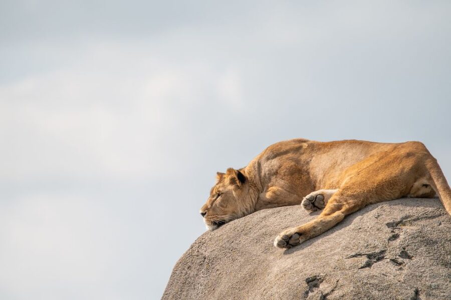 Emmen: Wildlands Adventure Zoo and Rimbula River Boat Ride - Who will enjoy Wildlands most