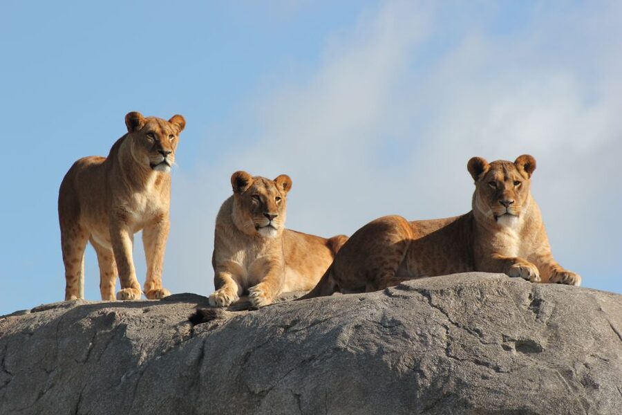 Emmen: Wildlands Adventure Zoo and Rimbula River Boat Ride - Jungle Trail and Animazia keep children moving
