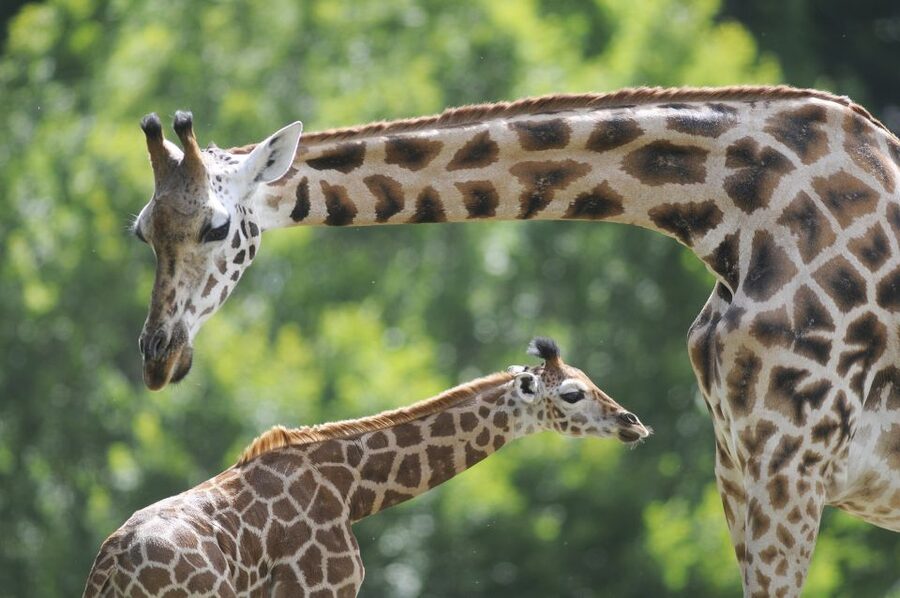 Emmen: Wildlands Adventure Zoo and Rimbula River Boat Ride - Nortica shifts the mood to the polar regions