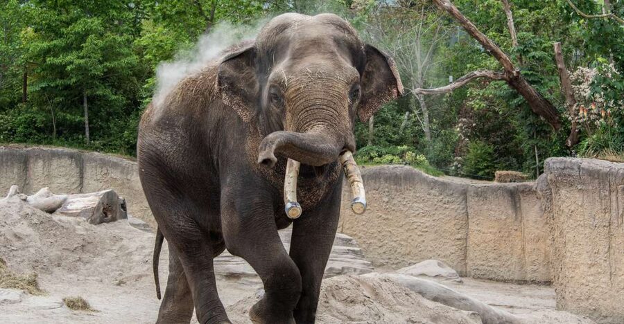 Emmen: Wildlands Adventure Zoo and Rimbula River Boat Ride - Keeper presentations add context to the animal areas