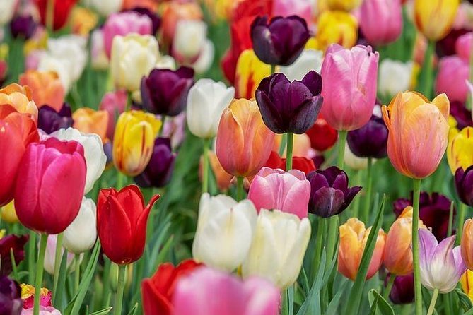 Enjoy the tulip fields by bicycle with a local guide! Tulip bike tour! - Why cycling works so well around Lisse