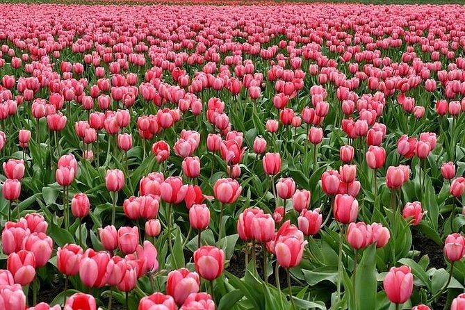 Enjoy the tulip fields by bicycle with a local guide! Tulip bike tour! - A quick look at Lisse’s center