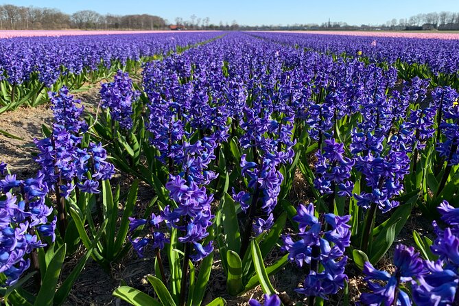 Enjoy the tulip fields by bicycle with a local guide! Tulip bike tour! - Coffee and flowers at De Tulperij