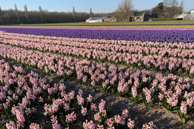 Enjoy the tulip fields by bicycle with a local guide! Tulip bike tour! - Passing Keukenhof Castle and its forest