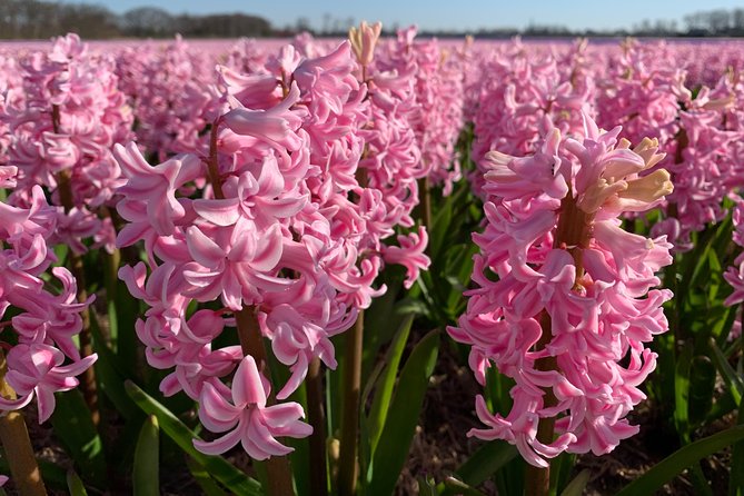 Enjoy the tulip fields by bicycle with a local guide! Tulip bike tour! - How this compares with spending the day at Keukenhof