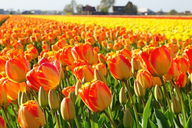 Enjoy the tulip fields by bicycle with a local guide! Tulip bike tour! - What the $59.47 price covers