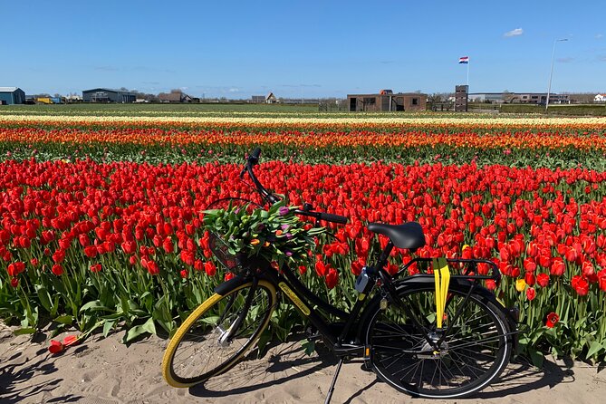 Enjoy the tulip fields by bicycle with a local guide! Tulip bike tour! - Starting at Sint Agathakerk in Lisse