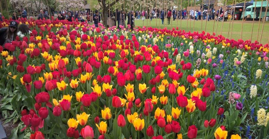 From Amsterdam: Keukenhof and Zaanse Schans Small Group Tour - Three hours among Keukenhof’s tulips