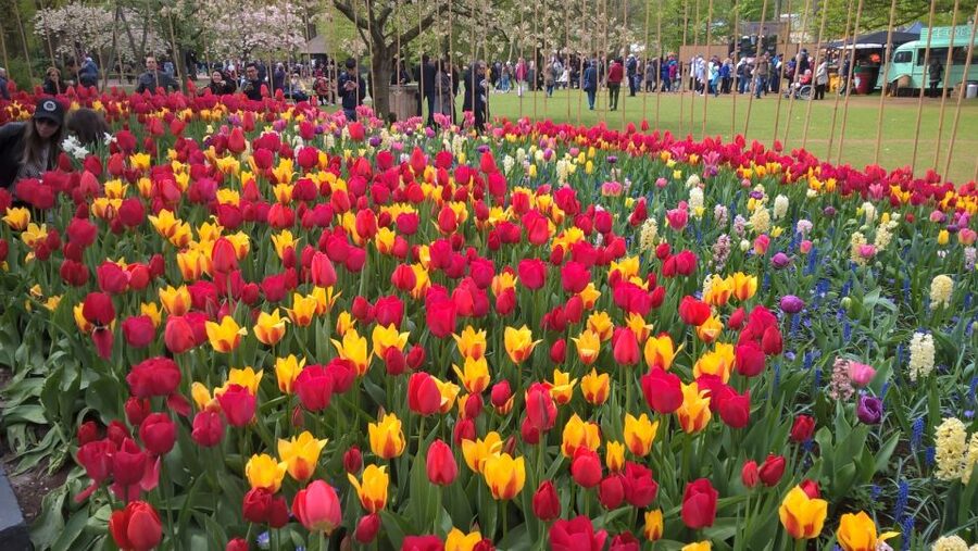 From Amsterdam: Keukenhof and Zaanse Schans Small Group Tour - From flower beds to Zaanse Schans