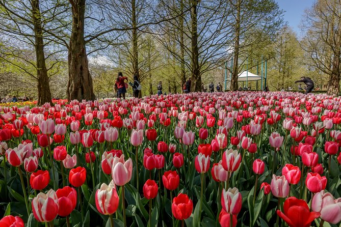From Amsterdam: Keukenhof Gardens Ticket and Transfer - The real issue: open fields versus formal garden displays