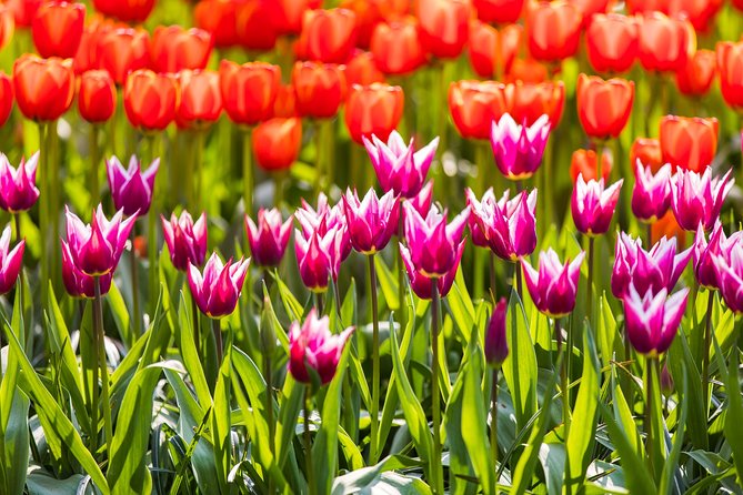 From Amsterdam: Keukenhof Gardens Ticket and Transfer - Leaving from Amsterdam Central Station