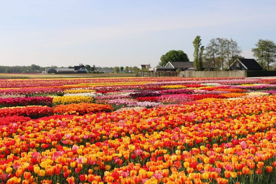 From Amsterdam: Keukenhof Gardens & Tulip Experience Tour - Key points to know before booking