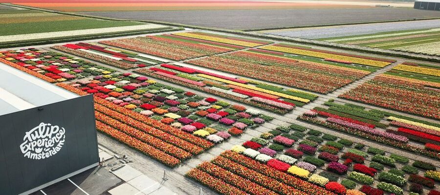 From Amsterdam: Keukenhof Gardens & Tulip Experience Tour - Who will get the most from this outing?