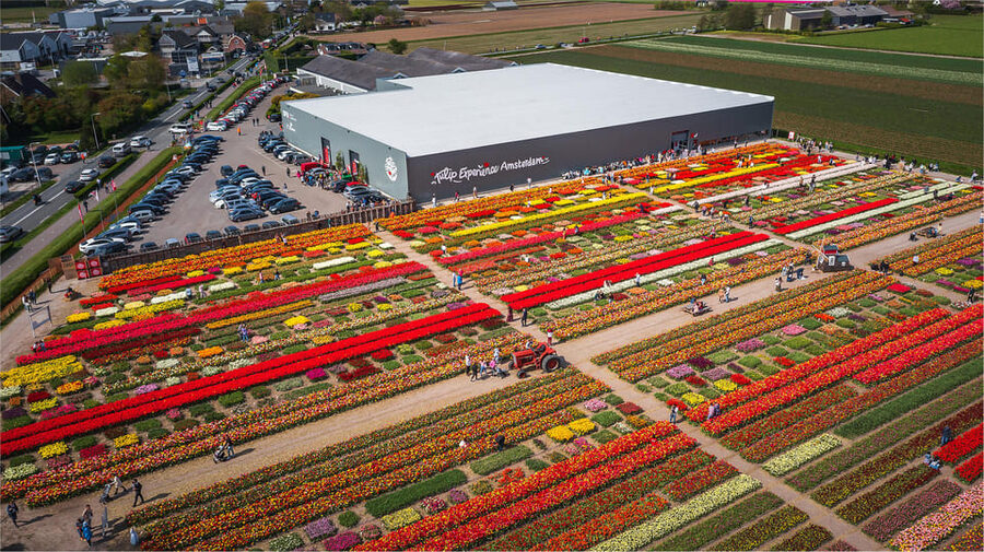 From Amsterdam: Keukenhof Gardens & Tulip Experience Tour - Photographing the flower fields