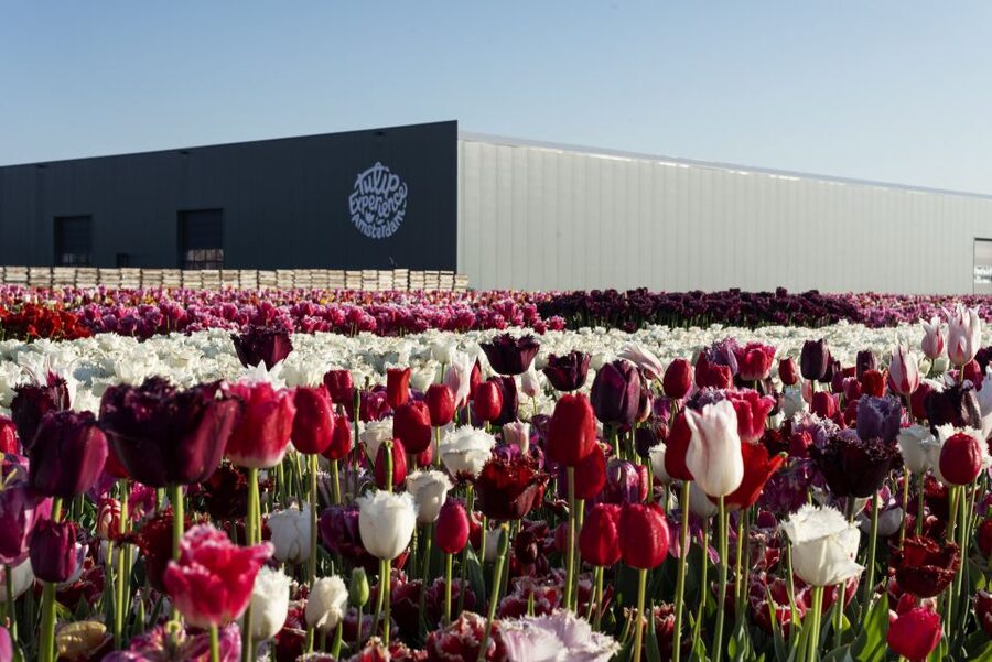 From Amsterdam: Keukenhof Gardens & Tulip Experience Tour - How to spend your limited Keukenhof time