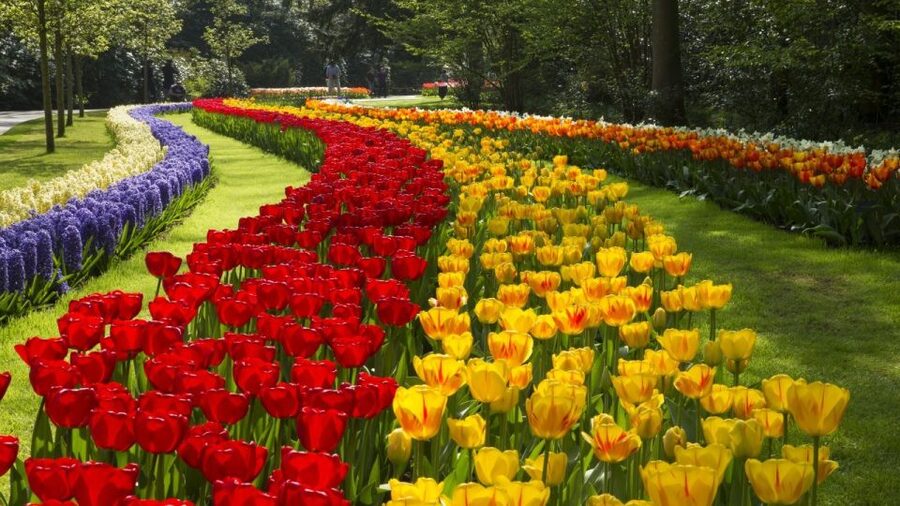 From Amsterdam: Keukenhof Gardens & Tulip Experience Tour - The guide makes a real difference
