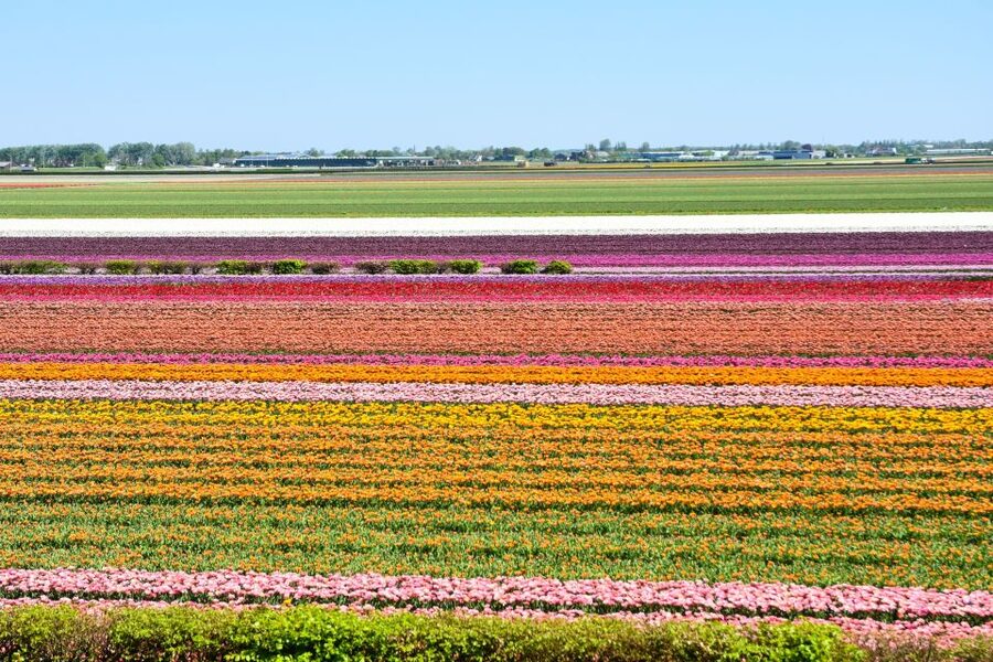 From Amsterdam: Keukenhof Gardens & Tulip Experience Tour - Meeting the coach near Amsterdam Central Station