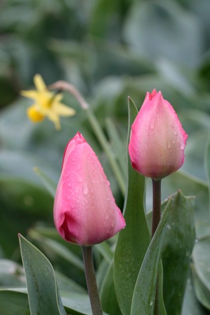 From Amsterdam: Tulip Fields of Holland Tour - Key points to know before you book