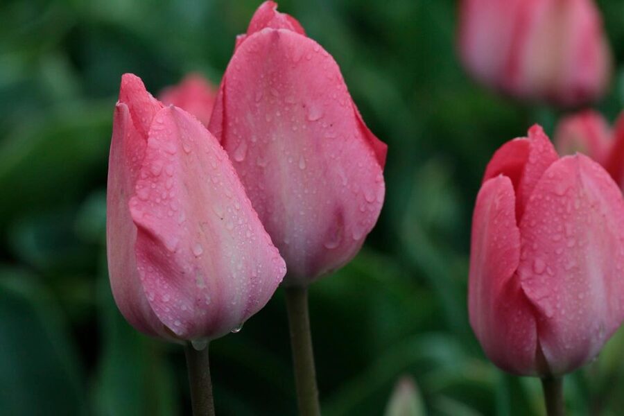 From Amsterdam: Tulip Fields of Holland Tour - Why a small van matters on the road from Amsterdam