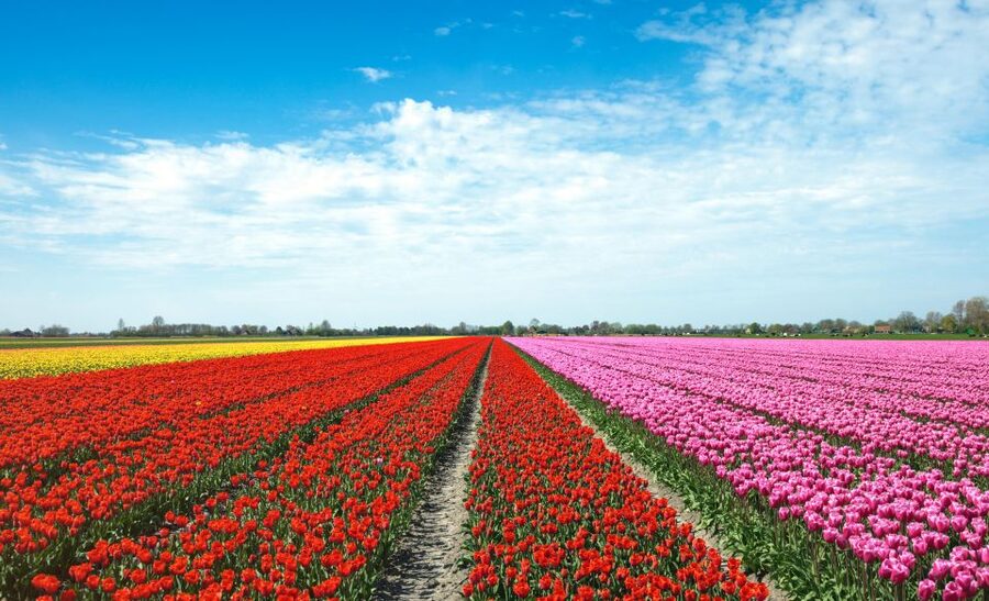 From Amsterdam: Tulip Fields of Holland Tour - Stories behind the tulip rows