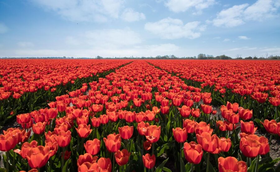 From Amsterdam: Tulip Fields of Holland Tour - Voorhout: one more chance for photographs