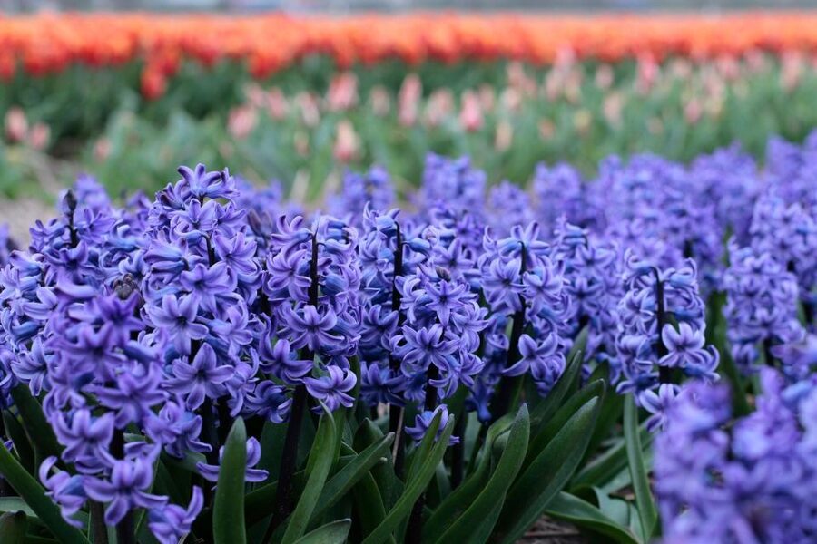 From Amsterdam: Tulip Fields of Holland Tour - Bloom dates, crowds, and what you will actually see