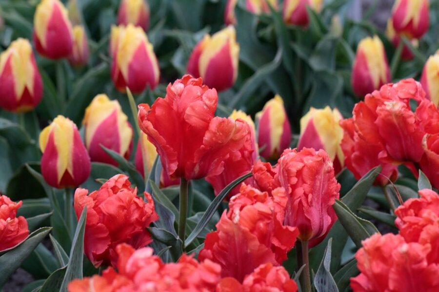 From Amsterdam: Tulip Fields of Holland Tour - Is $200 a fair price?