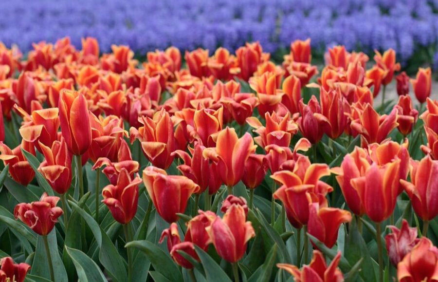 From Amsterdam: Tulip Fields of Holland Tour - Who will enjoy this flower tour most?