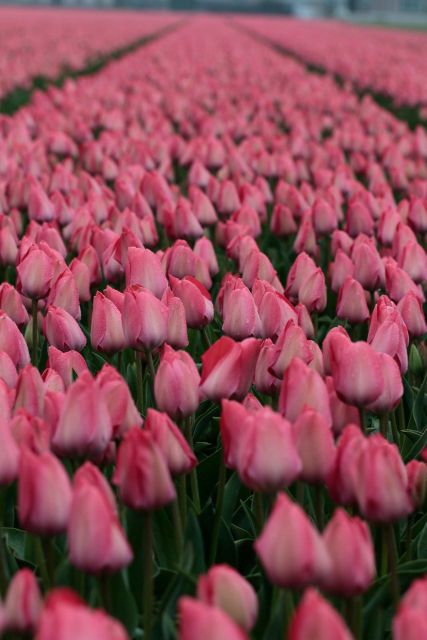 From Amsterdam: Tulip Fields of Holland Tour - Final verdict: book it for access, not just flowers